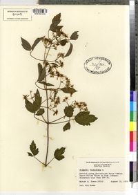 Clematis virginiana image