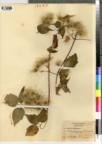 Clematis virginiana image