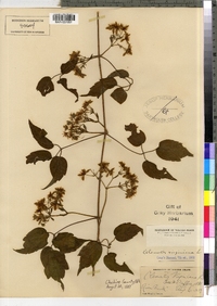 Clematis virginiana image