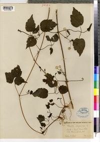 Clematis virginiana image