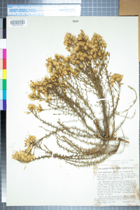 Ericameria ericoides image
