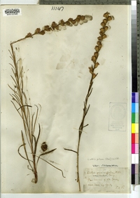 Liatris pilosa image