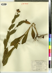 Dracopis amplexicaulis image