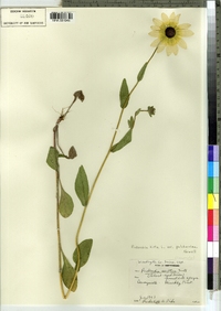 Rudbeckia hirta var. pulcherrima image