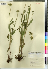 Rudbeckia hirta var. pulcherrima image