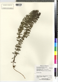 Myriophyllum sibiricum image