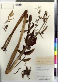 Sium latifolium image