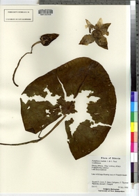 Nymphaea candida image