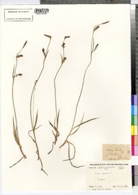 Carex panicea image