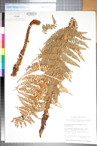 Polystichum multifidum image