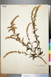 Solidago arguta image