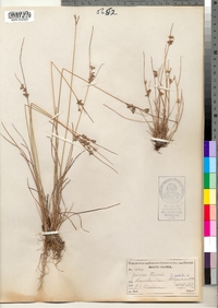 Juncus tenuis image