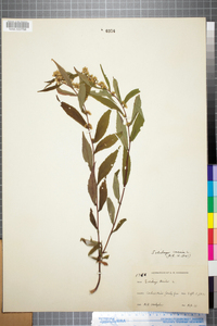 Solidago caesia image