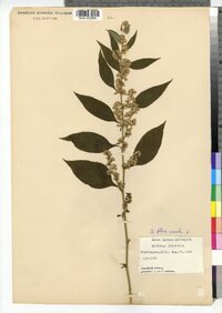 Solidago flexicaulis image