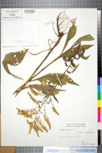 Solidago juncea image