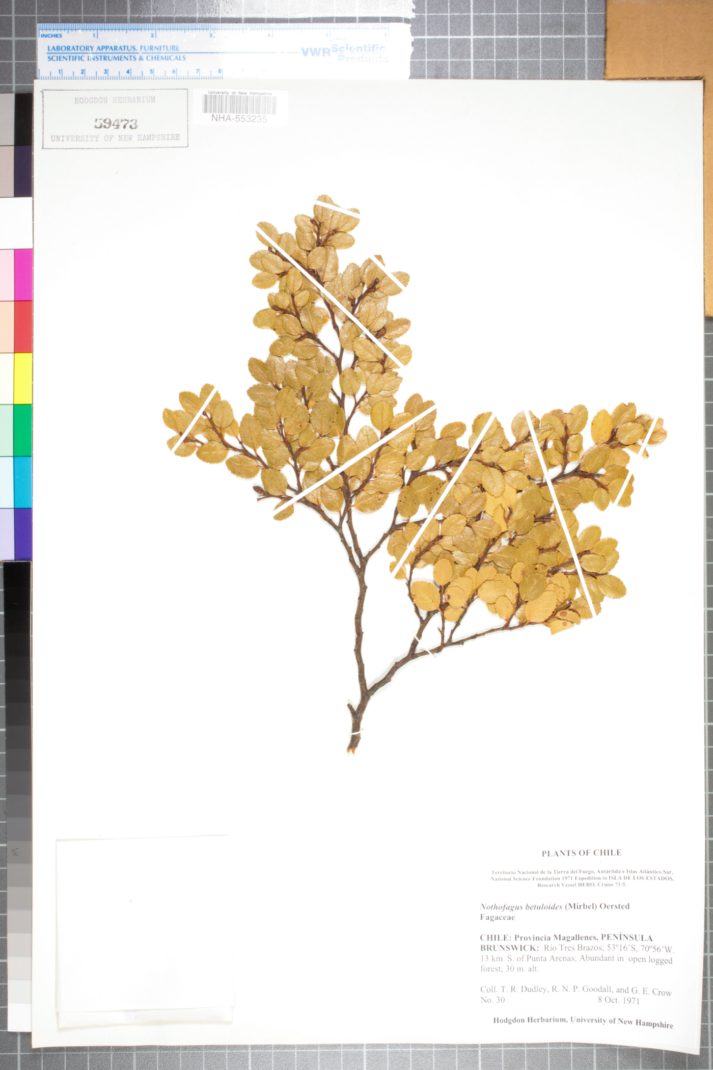 Nothofagus betuloides image