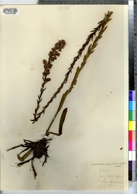 Carphephorus paniculatus image
