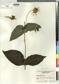 Silphium perfoliatum image