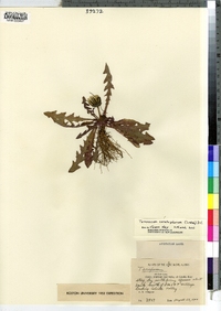 Taraxacum officinale ssp. ceratophorum image