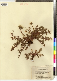 Taraxacum officinale image