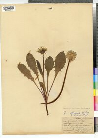 Taraxacum officinale image