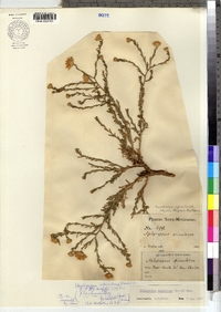 Image of Xanthisma spinulosum