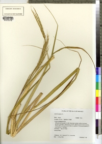 Spartina alterniflora image