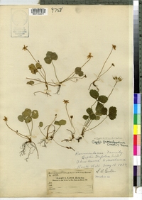 Coptis trifolia image