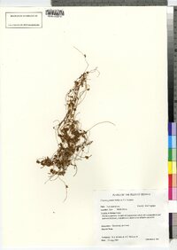 Cuscuta gronovii image