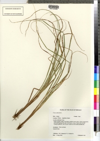 Carex canescens ssp. disjuncta image