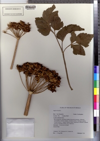 Angelica lucida image