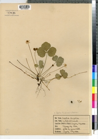 Coptis trifolia image