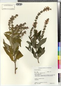 Teucrium canadense var. occidentale image