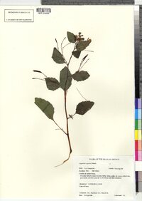 Impatiens capensis image