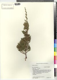 Juniperus virginiana var. virginiana image