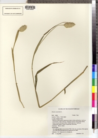 Phalaris canariensis image