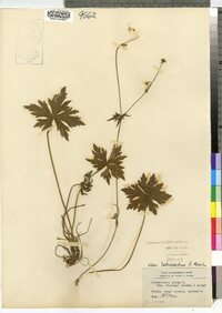 Ranunculus acris image