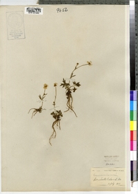 Ranunculus acris image