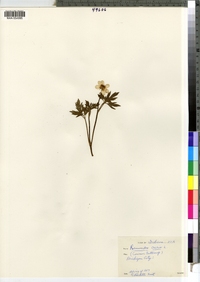 Ranunculus acris image