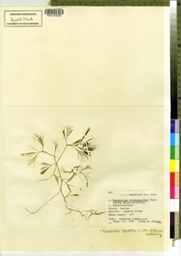 Ranunculus aquatilis image