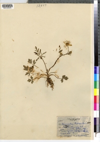 Ranunculus fascicularis image