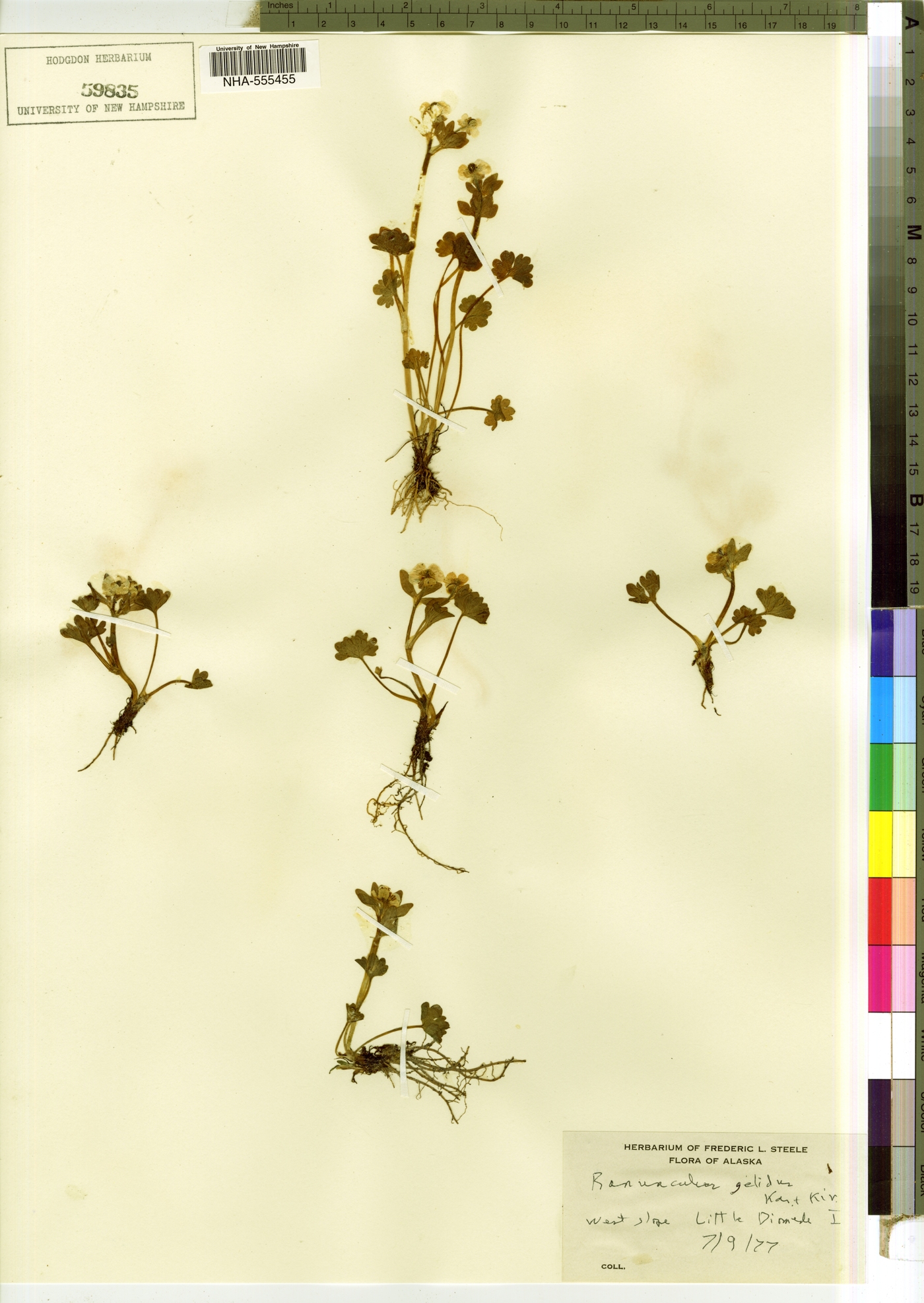 Ranunculus karelinii image