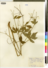 Ranunculus recurvatus image