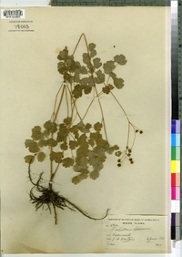 Thalictrum dioicum image