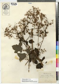 Thalictrum pubescens image