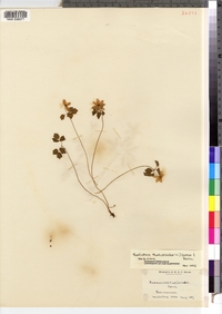 Thalictrum thalictroides image