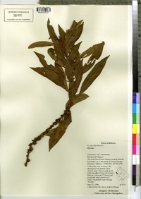 Image of Myrsine coriacea