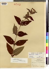 Lysimachia ciliata image