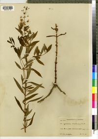 Lysimachia terrestris image