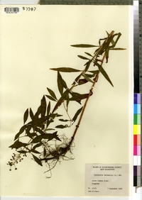 Lysimachia terrestris image